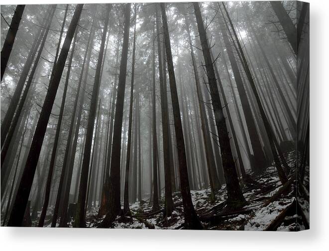 Nature Canvas Print featuring the photograph Mist in the woods by Kathy King