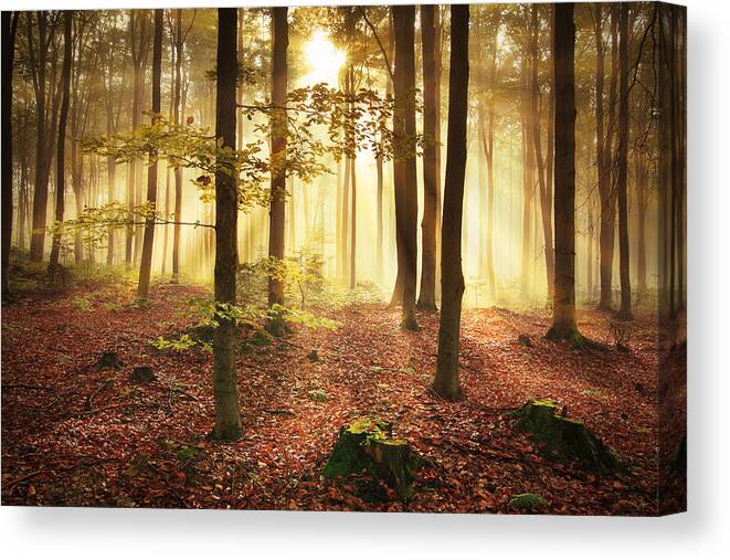 Environmental Conservation Canvas Print featuring the photograph Misty Forest During Autumn by Konradlew