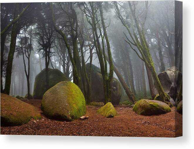 Nature Canvas Print featuring the photograph Misty by Jorge Maia