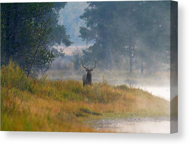 Elk Canvas Print featuring the photograph Misty Morning Elk by Shari Sommerfeld