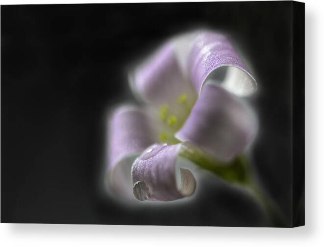 Wter Drop Canvas Print featuring the photograph Misty Shamrock 3 by Sue Capuano