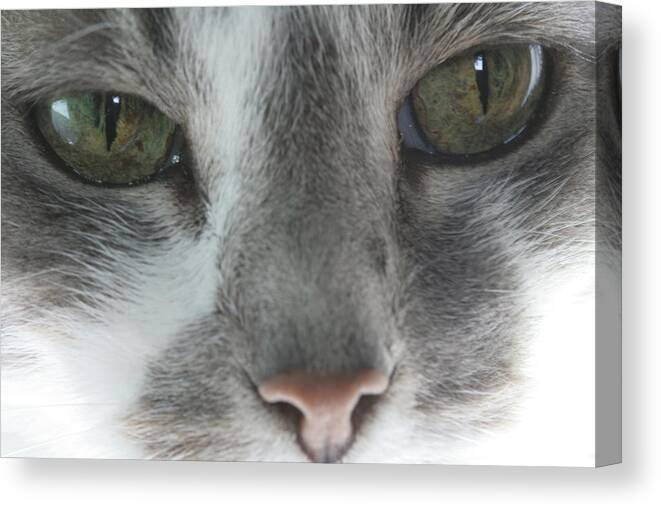 Cat Canvas Print featuring the photograph Green Eyes of a Grey Cat by Valerie Collins