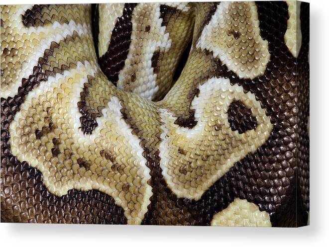 Animal Canvas Print featuring the photograph Mojave Royal Python by Nigel Downer