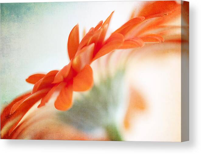 Floral Canvas Print featuring the photograph Moments of Beauty by Kim Fearheiley