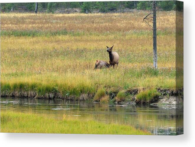 Elk Cow Canvas Print featuring the photograph Moments On The Madison by Yeates Photography