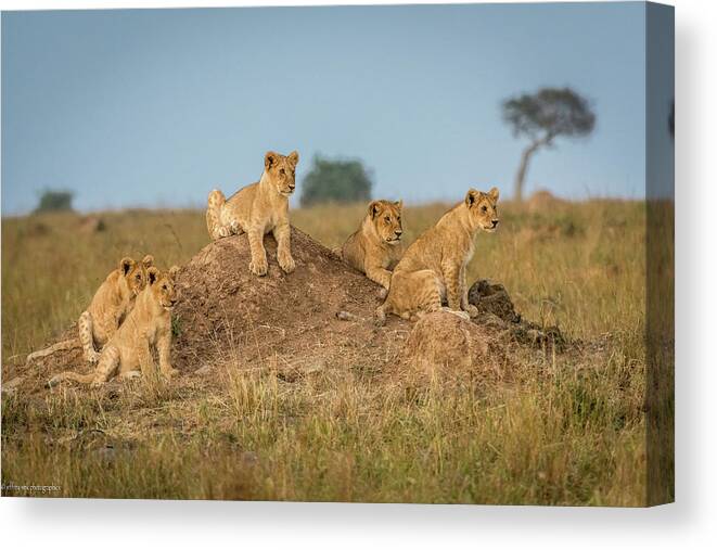 Lions Canvas Print featuring the photograph Mom's Coming Back - Dinner Is Almost Here. by Jeffrey C. Sink