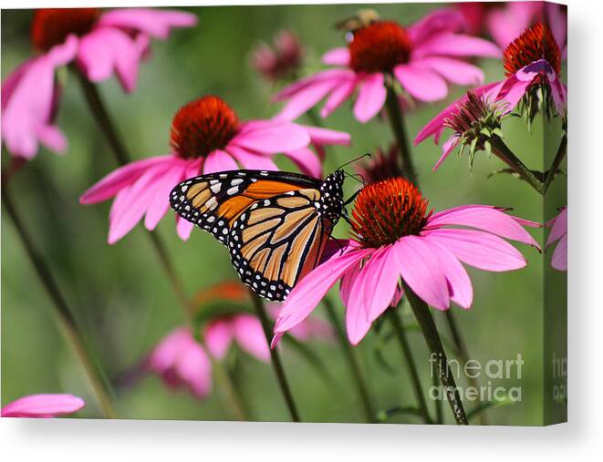 Monarch Canvas Print featuring the photograph Monarch and Conflowers by Karen Adams