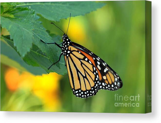 Butterfly Florida Canvas Print featuring the photograph Monarch Butterfly by Meg Rousher