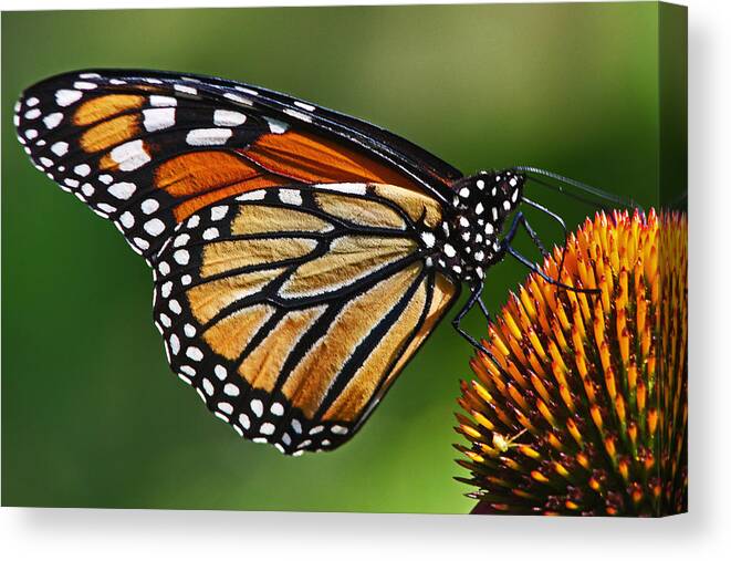 Monarch Butterfly Canvas Print featuring the photograph Monarch Butterfly by Theo OConnor