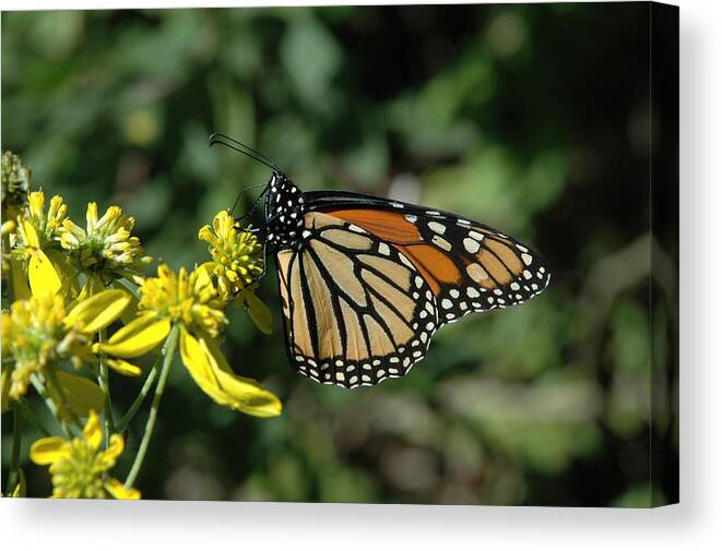 Monarch Butterfly Canvas Print featuring the photograph Monarch by David Armstrong