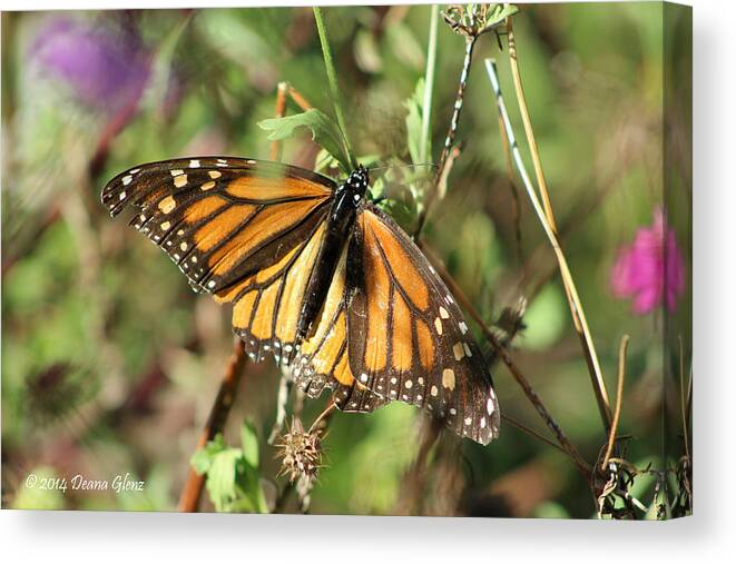 Monarch Canvas Print featuring the photograph Monarch Matriarch by Deana Glenz