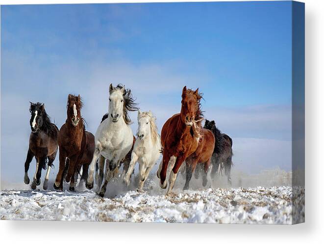 Winter Canvas Print featuring the photograph Mongolia Horses by Libby Zhang