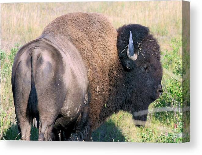 Bison Canvas Print featuring the photograph Montana BUFFALO BISON BULL by Karon Melillo DeVega