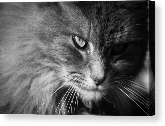 Black Canvas Print featuring the photograph Moody Cat by Alexander Ferguson