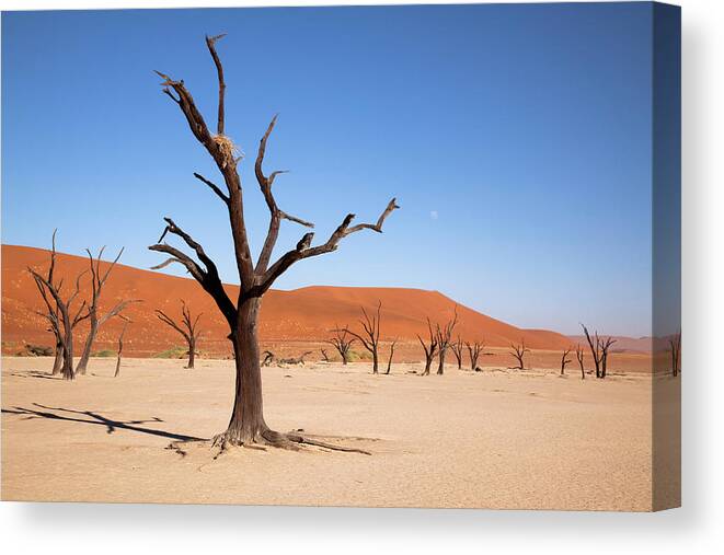Africa Canvas Print featuring the photograph Moon And Tree With Nest, Dead Vlei by Jaynes Gallery