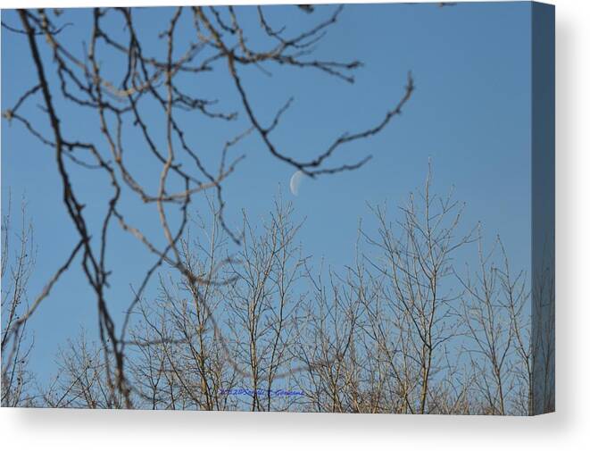 Moon In Blue Canvas Print featuring the photograph Moon on Treetop by Sonali Gangane
