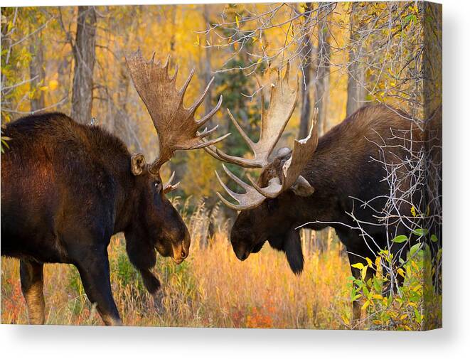 Moose Canvas Print featuring the photograph Moose Battle by Aaron Whittemore