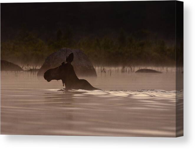 Moose Canvas Print featuring the photograph Moose Swim by Brent L Ander