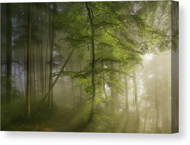 Forest Canvas Print featuring the photograph Morning Beauty by Norbert Maier