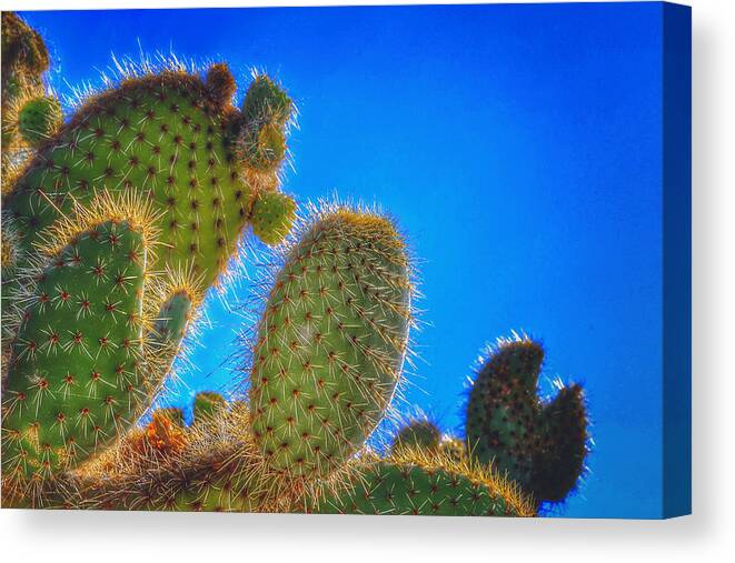 Cactus Canvas Print featuring the photograph Morning Bristles by Bill Owen