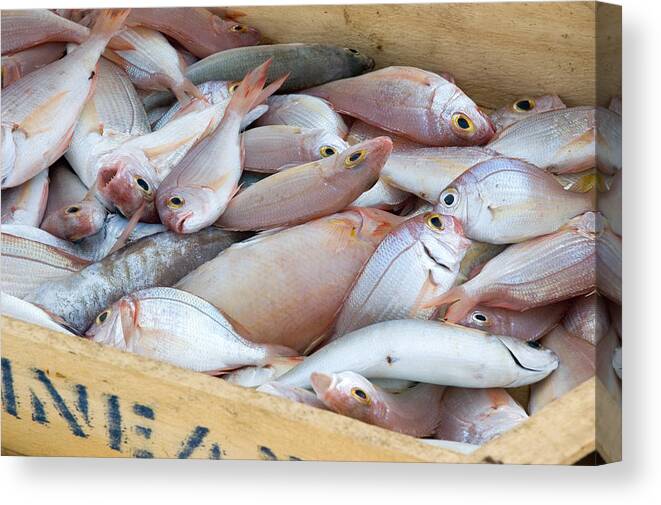 Fish Canvas Print featuring the photograph Morning Catch by Jeremy Voisey