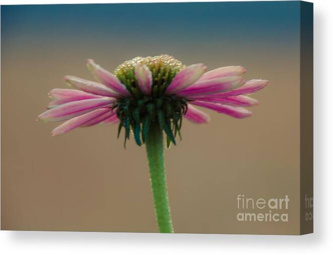 Flower Canvas Print featuring the photograph Morning Dew by CJ Benson