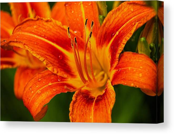 Day Lily Canvas Print featuring the photograph Morning Dew by Dave Files