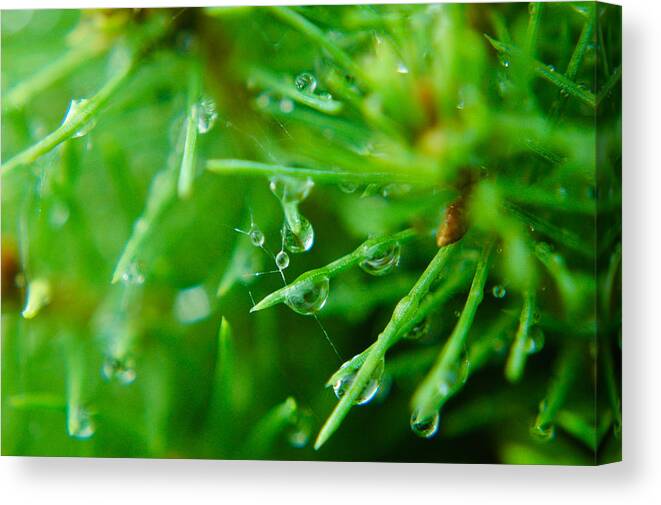 Morning Canvas Print featuring the photograph Morning Dew by Rhonda Barrett