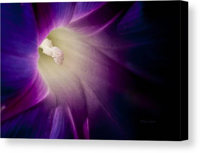 Purple Canvas Print featuring the photograph Morning Glory Purple by Roger Snyder