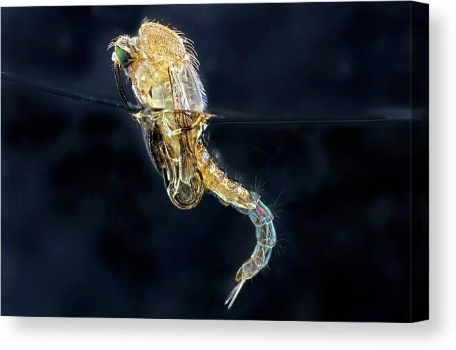 Abdomen Canvas Print featuring the photograph Mosquito Pupa Hatching by Frank Fox