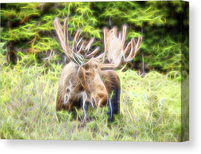 North America Moose Canvas Print featuring the photograph Moose Glow by James BO Insogna