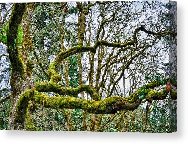 Hdr Canvas Print featuring the photograph Mossy Green by Kevin Munro