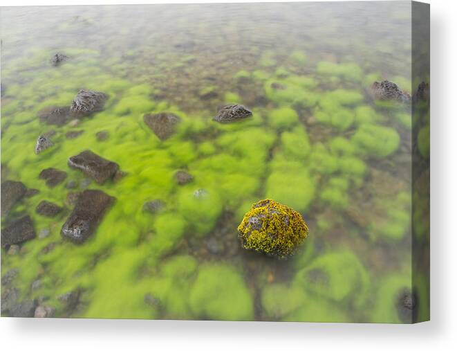 Flpa Canvas Print featuring the photograph Mossy Stone In Lake Thingvallavatn by Bill Coster