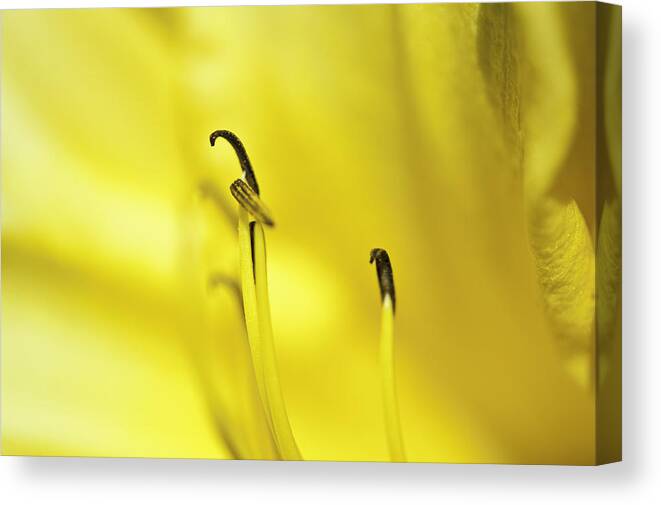 Close-ups Canvas Print featuring the photograph Mostly Yellow by Donald Brown