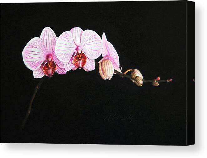 Moth Orchid Canvas Print featuring the drawing Moth Orchid by Marna Edwards Flavell