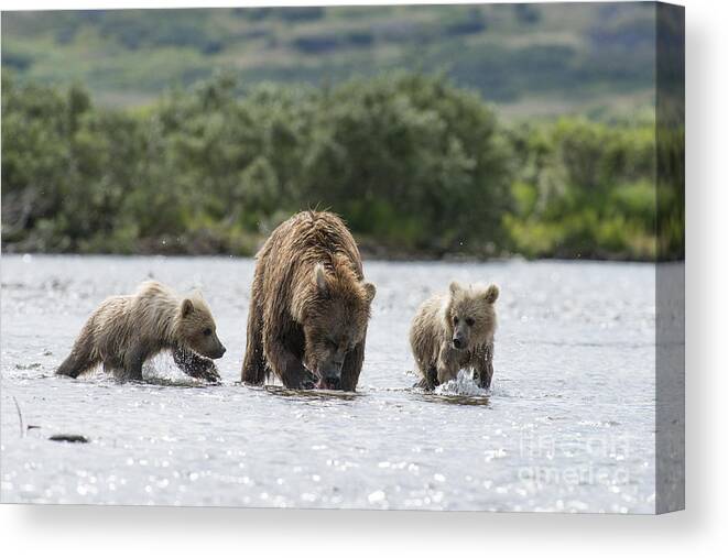 Brown Bear Canvas Print featuring the photograph Mother brown bear with two cubs ready to eat by Dan Friend
