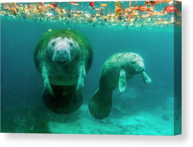 Adventure Canvas Print featuring the photograph Mother Manatee With Her Calf In Crystal by James White