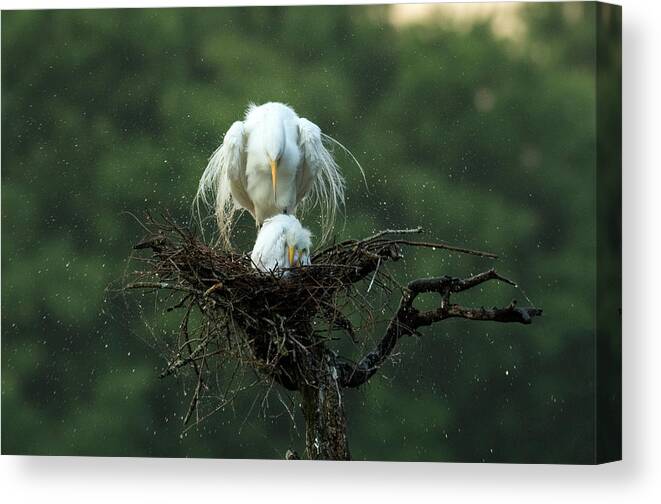 Egret Canvas Print featuring the photograph Motherly Love by Libby Zhang