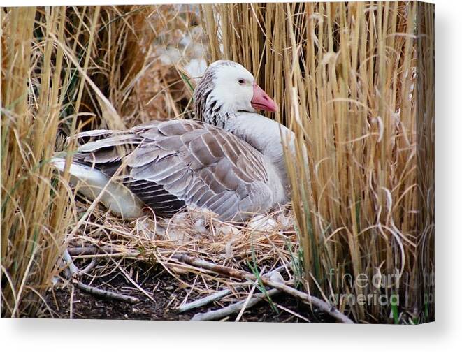 Christian Canvas Print featuring the photograph Mother's Day Goose by Anita Oakley