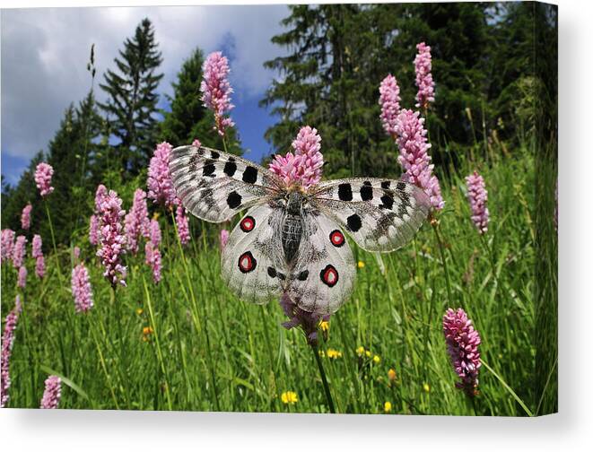 Feb0514 Canvas Print featuring the photograph Mountain Apollo On Common Bistort by Thomas Marent