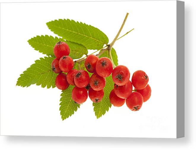 Berries Canvas Print featuring the photograph Mountain ash berries 3 by Elena Elisseeva