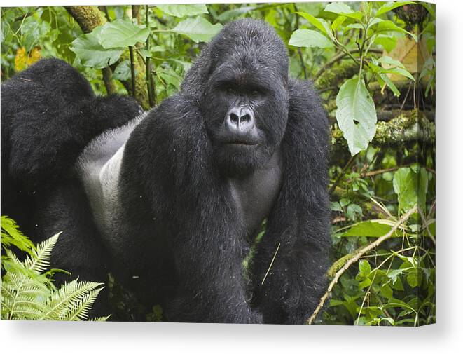 Feb0514 Canvas Print featuring the photograph Mountain Gorilla Silverback Rwanda by D. & E. Parer-Cook