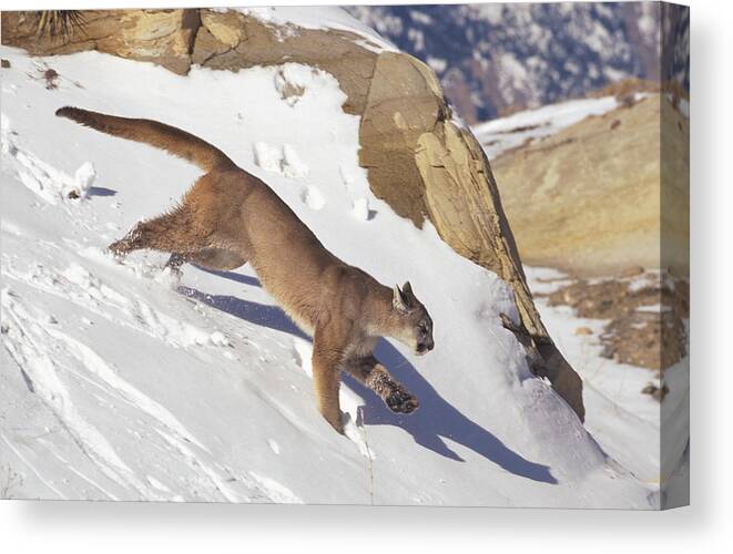 00191477 Canvas Print featuring the photograph Mountain Lion Running in Snow by Konrad Wothe