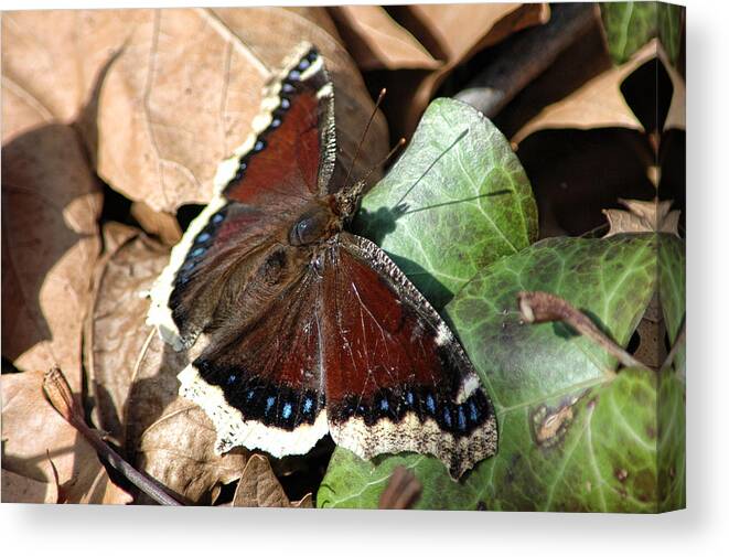 Butterfly Canvas Print featuring the photograph Mourning Cloak by David Armstrong