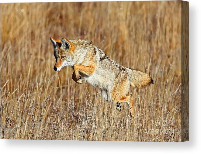 Coyote Canvas Print featuring the photograph Mousing Coyote by Bill Singleton