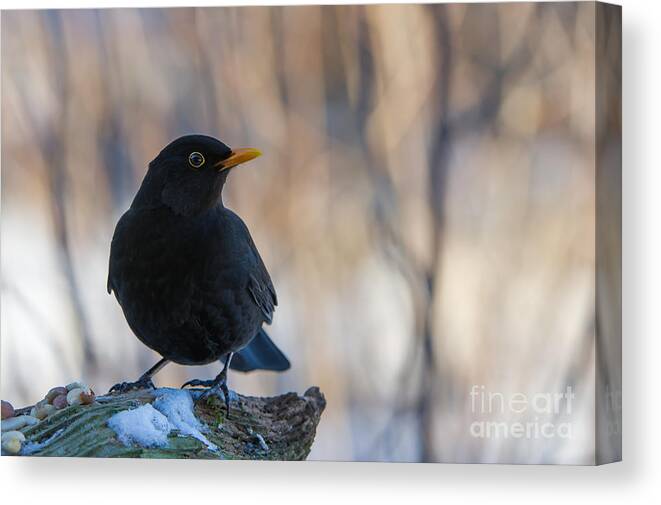 Mr Blackbird And The Peanuts Canvas Print featuring the photograph Mr Blackbird and the Peanuts by Torbjorn Swenelius