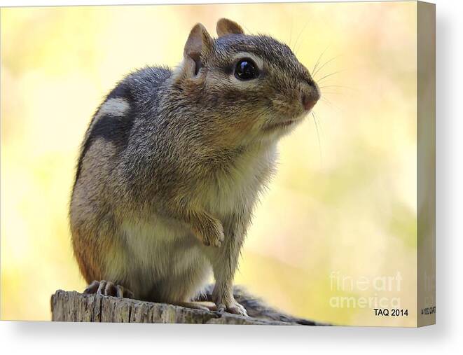 Chipmunk Canvas Print featuring the photograph Mr. Chips by Tami Quigley