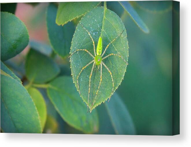 Spider Canvas Print featuring the photograph Mr Spidey's Portrait by CarolLMiller Photography