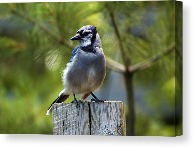 Blue Jay Canvas Print featuring the photograph Mrs. Chatterbox by Ron Haist