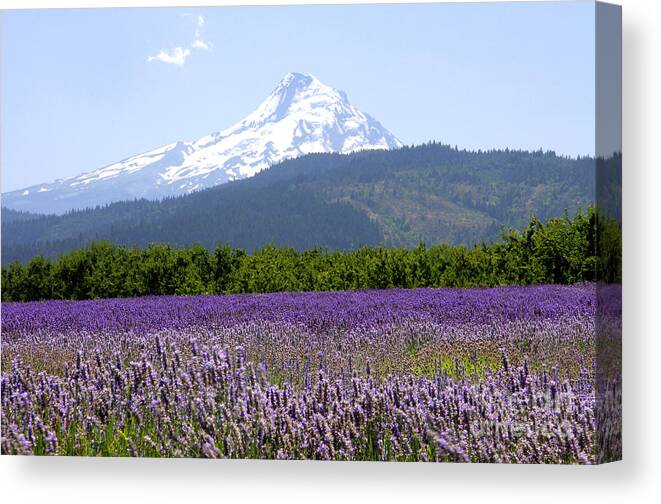 Landscapes Canvas Print featuring the photograph Mt. Hood Overlooking Lavender Valley Vineyards by Debra Orlean